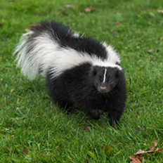 Skunk removal