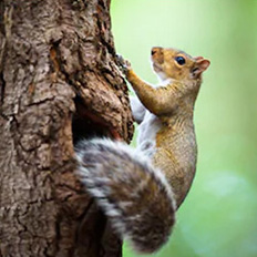 squirrel removal