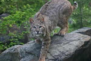 bobcat